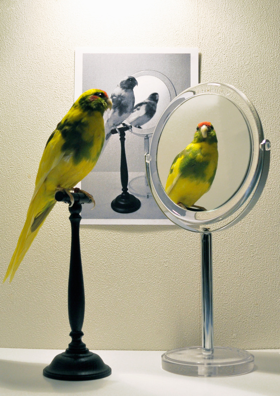 14 - Vega_Parrot_Mirror.jpeg