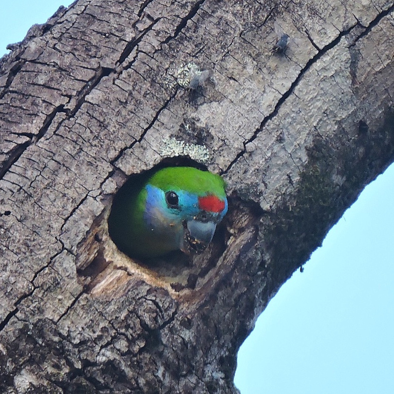 1 - Murphy_IMG1_Macleay_fig_parrot_close_up.jpg